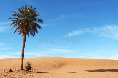 Palm-tree. In Sahara desert , #AFF, #tree, #Palm, #desert, #Sahara #ad Desert Palm, Desert Sahara, Tree Palm, Free Video Background, Nature Park, Sahara Desert, Palm Desert, Video Background, In The Desert