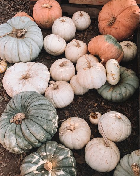 Fall aesthetic: pretty pumpkins in orange, green, and white. Green Pumpkin Aesthetic, White Pumpkins Aesthetic, Green Pumpkins, Thanksgiving 2024, Pretty Pumpkins, Maple Pecan, Aesthetic Pretty, Green Pumpkin, Fall Inspo