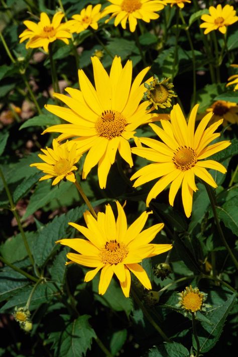 Flower, Flowering plant, Euryops pectinatus, Plant, Yellow, Jerusalem artichoke, Petal, Wildflower, Daisy family, Botany, End Of Driveway Ideas, Fall Blooming Flowers, Canna Flower, Dianthus Flowers, Autumn Clematis, Driveway Ideas, Summer Flowers Garden, Fuchsia Flowers, Yellow Wildflowers