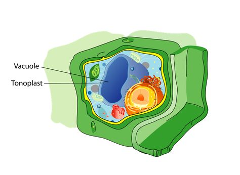 Vacuole: Fluid-filled Organelle Vacuole Drawing, Endomembrane System, Plant Cell Structure, Function Diagram, Membran Sel, Cell Organelles, Plasma Membrane, Animal Cell, Cell Structure