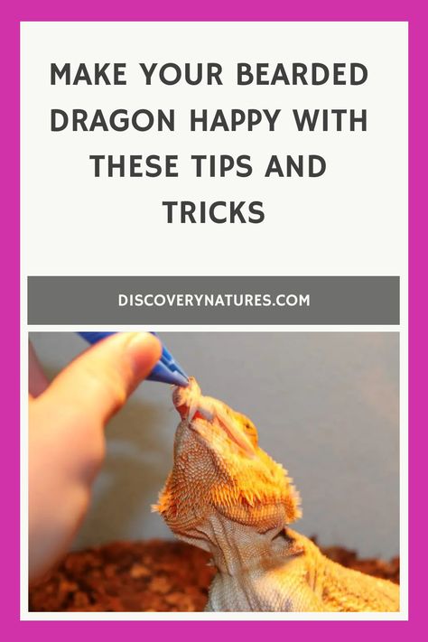 Baby Bearded Dragon Care, What Can Bearded Dragons Eat, Caring For Bearded Dragon, Bearded Dragon Substrate, Dragon Food, Happy Tips, Dragon Facts, Bearded Dragon Food, Dragon Master