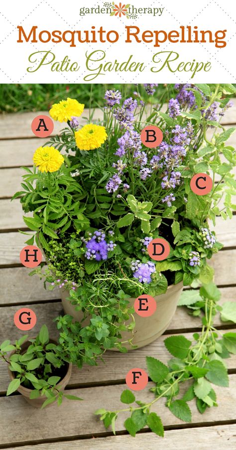 Mosquito Repelling Potted Plants, Mosquito Repelling Plants Patios, Mosquito Repelling Planter Ideas, Flowers That Repel Mosquitos, Pollinator Container Garden, Bug Repellent Plants Pots, Container Flower Ideas, Container Gardening Flowers Combinations, Sun Loving Plants For Containers