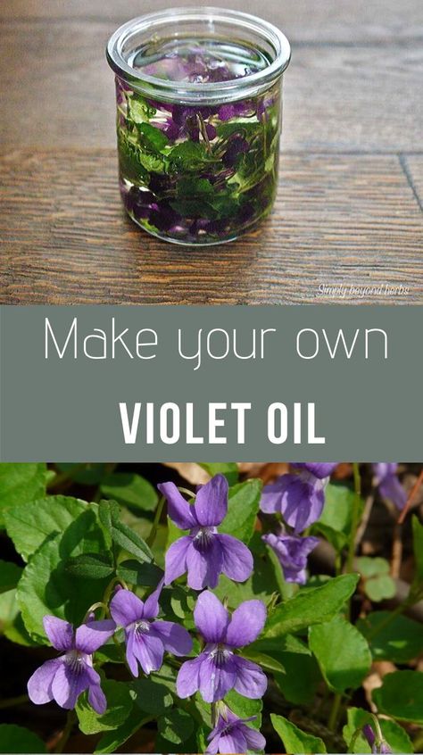 Extracted from leaves and flowers of wild violets this violet oil possesses many benefits for skin however might be able to help with insomnia or rheumatic pain. Violet Oil, Wild Violets, Food Foraging, Herbal Medicine Recipes, Herbal Remedies Recipes, Medicinal Herbs Garden, Medical Herbs, Loose Leaf Teas, Natural Beauty Recipes