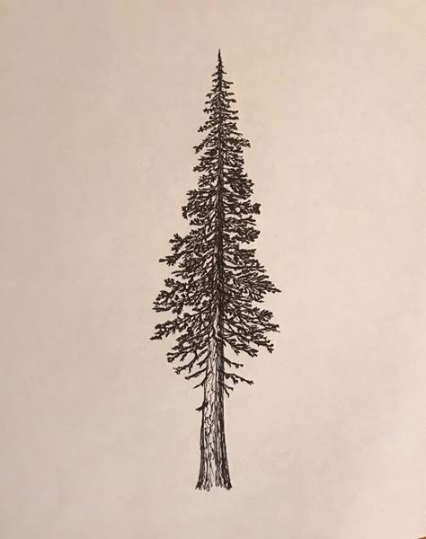 Douglas Fir - Etsy Douglas Fir Tree Drawing, Doug Fir Tattoo, Traditional Pine Tree Tattoo, Douglas Fir Tree Tattoo, Fir Tree Tattoos, Douglas Fir Tattoo, Redwood Tree Tattoo, Redwood Tattoo, Trees Tattoo