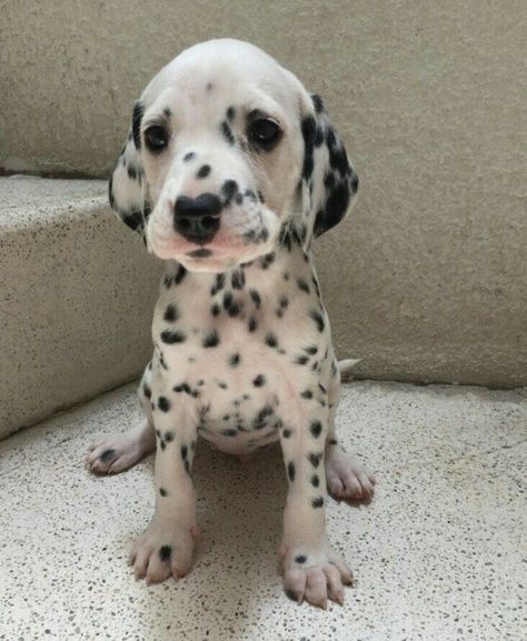 Dalmatian Puppy, English Bulldog Puppies, Very Cute Dogs, Cute Animal Photos, Homemade Dog, Dog Beds, Cute Cats And Dogs, Bulldog Puppies, Dog Owner