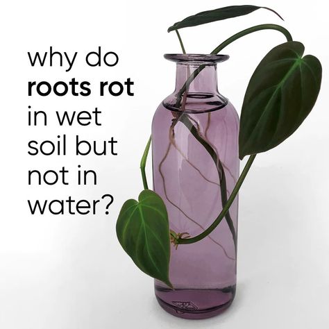 This never used to make sense to me. Why do roots rot in soil when over-watered yet they don’t rot when grown in water? Firstly, turns out roots DO rot in water too, and for the same reason as they do in soil, BUT (as it often is with plants), it's not quite that simple. Here's what's going on under the surface... Root Rot, Under The Surface, Water Water, Water Me, Plant Roots, In Water, Make Sense, Plant Care, House Plants