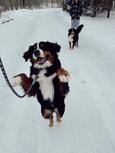 Bernice Mountain Dog, Mini Bernese Mountain Dog, Negative Reinforcement, Kitten Training, Big Fluffy Dogs, Therapy Dog Training, Bernese Dog, Service Dog Training, Cute Dog Photos