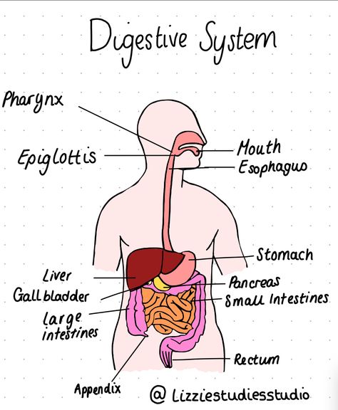 Just did a bit of drawing while studying the digestive system and am actually proud of how it turned out. Digestive System Drawing Aesthetic, Digestive System Drawing Easy, Digestive System Diagram Drawing, Digestive System Drawing, Digestive System Notes, Digestive System Poster, Draw Flamingo, Digestive System Parts, Enzymes Biology