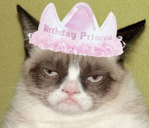 Grumpy Cat Birthday, Cat Work, Funny Cats And Dogs, Happy 1st Birthdays, Kittens Funny, Humor Memes, Funny Cat Memes, Cat Birthday, It's Your Birthday