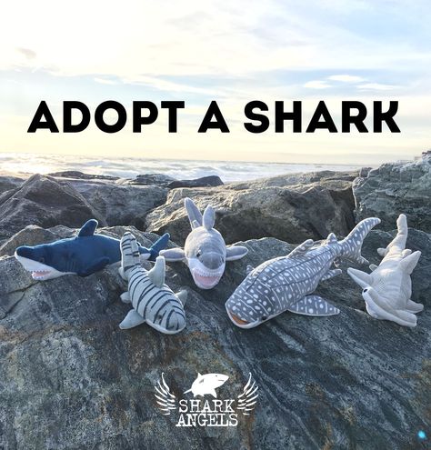 Beautiful plush sharks that make great holiday gifts. Give a gift that makes a difference. Shark Stuff, Save The Sharks, Shark Facts, Shark Pictures, Shark Plush, Give A Gift, Cute Shark, Shark Party, Shark Week