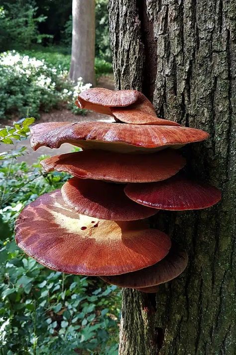 The Beefsteak Polypore, also known as the Red Mushroom, is a unique fungus with a vibrant red color. It has a meaty texture and can grow quite large. This mushroom is popular for its culinary uses and is prized for its rich, earthy flavor. Fungi Kingdom, Whites Tree Frog, Fly Agaric Mushroom, Red Mushrooms, Types Of Fungi, Mushroom Plant, Mushroom Pictures, Growth And Decay, Wonderful Nature