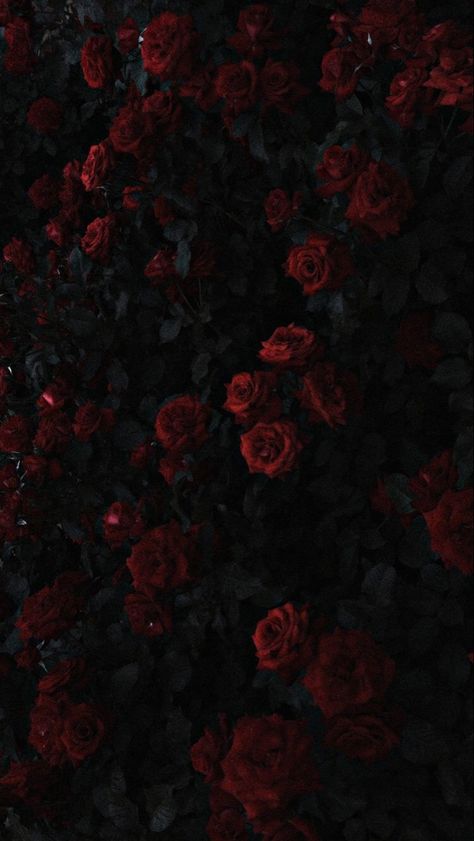 Wallpapers Roses, Rose Aesthetics, Roses In The Garden, Whats Wallpaper, Dark Red Roses, Flower Background Images, Dark Red Wallpaper, Goth Wallpaper, Rosé Aesthetic