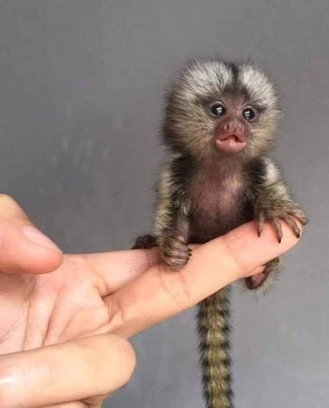 Pygmy marmosets are the smallest monkeys on earth. Pygmy Marmoset, Marmoset Monkey, Small Monkey, Baby Skunks, Strongest Animal, Baby Animal Videos, Cute Small Animals, Your Spirit Animal, Monkeys Funny