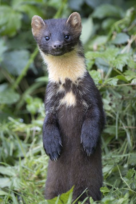 Pine Martens, Aesthetic Animals, Wolverine Boots, Exotic Mammals, Pine Marten, Tattoo Animal, The Wolverine, Anime Tattoo, Animal Print Wallpaper