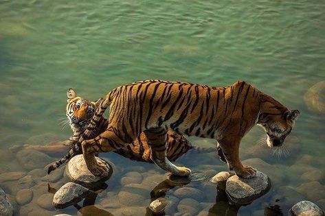 Tiger Tiger, Animal Reference, Pretty Animals, Animal References, A Tiger, Doberman, Explore The World, Big Cats, Beautiful Creatures