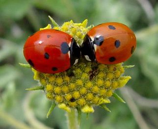 Kayenta Utah, Utah Summer, Utah Homes, Cool Bugs, Kissy Kissy, Lady Bugs, Southern Utah, Bugs And Insects, Love Bugs