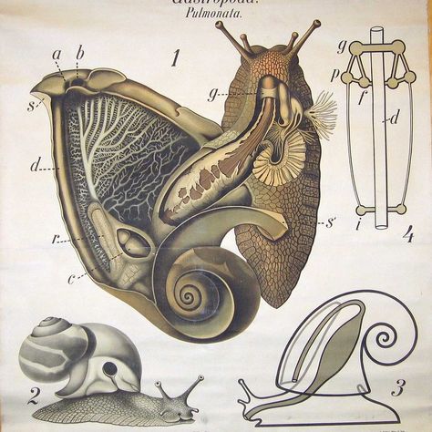 Snail Anatomy, College Biology, Carleton College, Early 20th Century, Biology, Anatomy, 20th Century, Wall