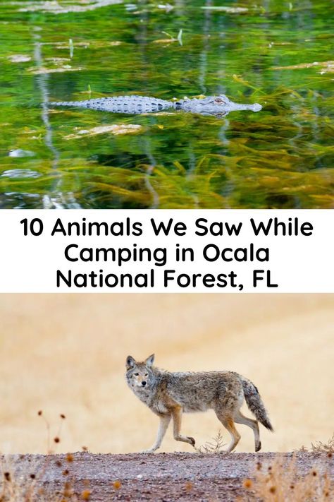 10 ANIMALS WE SAW WHILE CAMPING IN OCALA NATIONAL FOREST - FL Ocala National Forest, 10 Animals, Florida Camping, Florida State Parks, Camping Nature, Ocala Florida, Black Bears, Camping Ideas, Amazing Animals