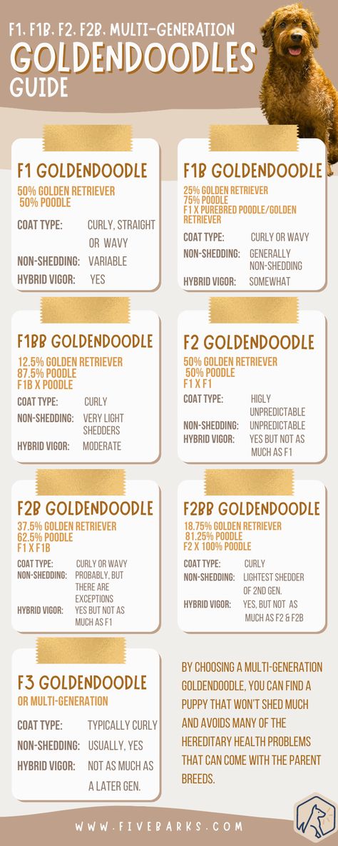 F1, F1B, F2, F2B, Multi-Generation Goldendoodles Guide Goldendoodle Generation Chart, Goldendoodle Breeding Chart, Types Of Goldendoodles, F1b Goldendoodle Mini, F2b Mini Goldendoodle, Golden Doodle Size Chart, Types Of Doodles Dogs, Golden Doodle Care, 2 Goldendoodles