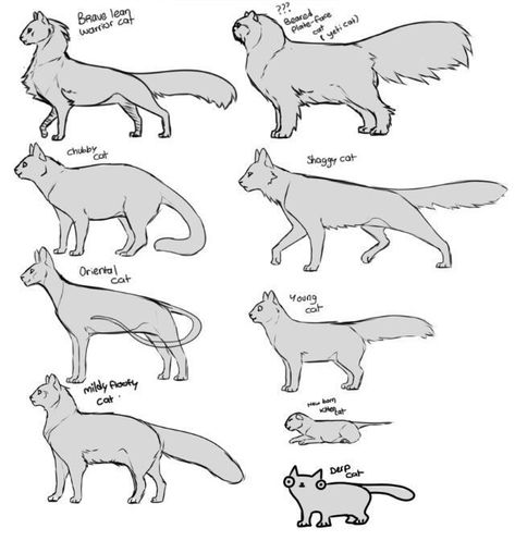 Manga Cat Drawing, Warrior Cats Character Design, How To Draw A Warrior Cat, How To Draw Warrior Cats, Warrior Cats Drawing Base, Warrior Cats Base, Cat Drawing Tutorial, Cats Art Drawing, Cat Anatomy