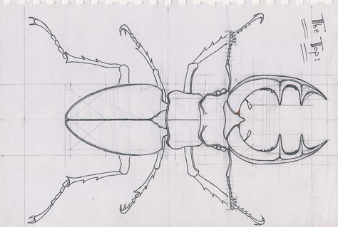 So here's my templates for the Stag Bettle 3D model i'm building. The Orange lines are corrections to the template. Everyone is welcome to use them but if you've used them if you could acredit them... Beetle Illustration, The Stag, Beetle Insect, Stag Beetle, Everyone Is Welcome, Orange Line, Free Stuff, Top View, Hand Engraving