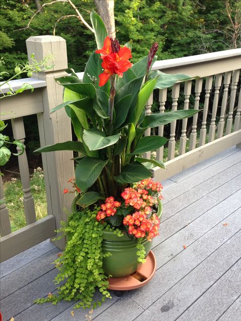 Cana Lilly, Creeping Jenny & Begonias with full sun make a lovely pot! I really like creeping jenny Gard Modern, Creeping Jenny, Flowers And Greenery, Container Gardening Flowers, Landscaping Garden, Meteor Garden 2018, Garden Containers, Outdoor Flowers, Design Flower