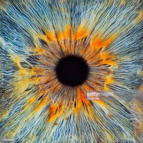 World's Best Extreme Close Up Stock Pictures, Photos, and Images - Getty Images Md Medicine, Nhs Nurse, تاج محل, Iris Eye, Foto Macro, Eye Anatomy, Realistic Eye Drawing, Anatomy Physiology, Eye Close Up