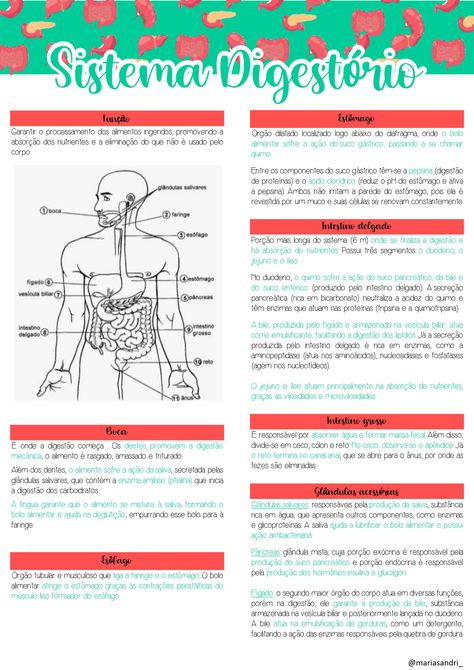 [BIOLOGIA] visão geral, órgãos e funções de cada estrutura do sistema responsável pela digestão e absorção dos nutrientes Mental Map, Med School Motivation, Med School, Bullet Journal Doodles, Journal Doodles, Study Inspiration, School Motivation, Study Tips, Biology