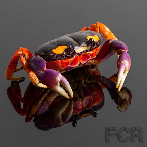 Halloween moon crab Halloween Crab, Land Crab, Halloween Land, Underwater Snorkeling, Underwater Animals, Halloween Moon, Beautiful Sea Creatures, Underwater Creatures, Underwater Life