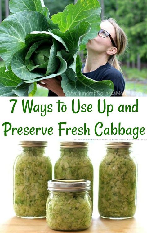 7 Ways to Use Up and Preserve Fresh Cabbage - One Hundred Dollars a Month Cabbage Canning Ideas, Ways To Preserve Cabbage, Pressure Canning Cabbage Recipes, Freezer Cabbage Recipes, How To Can Cabbage In Jars, Ways To Use Cabbage, Canned Cabbage Recipes, Fresh Cabbage Recipes, Dehydrating Cabbage