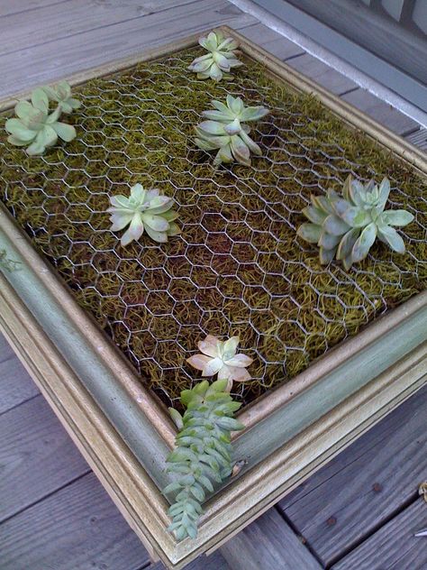 Luna-See: DIY: Tutorial - Framed Vertical Succulent Garden... Succulent Wall Garden, Succulent Frame, Vertical Succulent Gardens, Diy Garden Fence, Garden Frame, Succulent Garden Diy, Hanging Succulents, Walled Garden, Succulent Wall