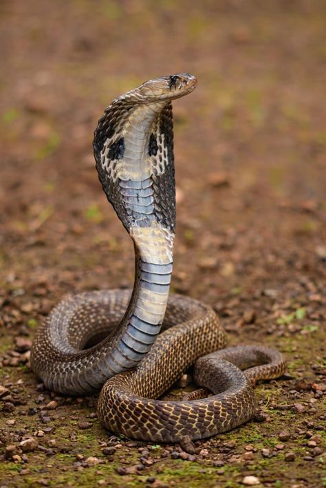 Snake Standing Up, Indian Cobra Snake, Snake Coiled Up, Cobra Photo, Snake Spirit Animal, Indian Cobra, King Cobra Snake, Snake Facts, Snake Images