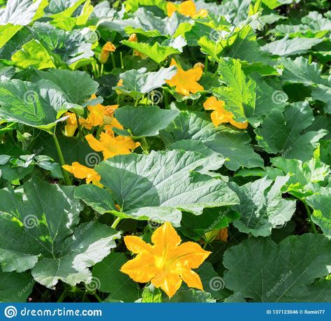 Pumpkin, Squash Plant. Squash, Courgette, Pumpkin, Vegetable Marrow Yellow Flower With Green Leaves Blossoming. Vegetable As A Stock Photo - Image of courgette, zucchini: 137123046 Squash Leaves, Vegetable Marrow, Squash Flowers, Pumpkin Paintings, Pumpkin Vegetable, Squash Plant, Pumpkin Squash, Garden Harvest, Inspo Pics