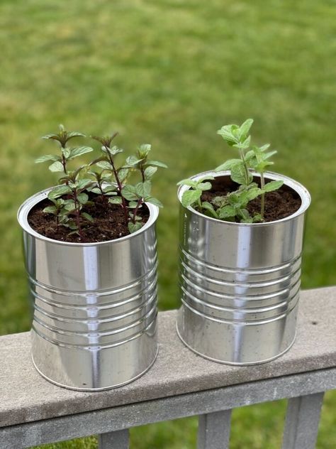 Recycle Things, Industrial Plant, Tin Planters, Creative Planter, Flower Pot Design, Herb Gardening, Tin Can Crafts, Diy Plant Stand, Box Store