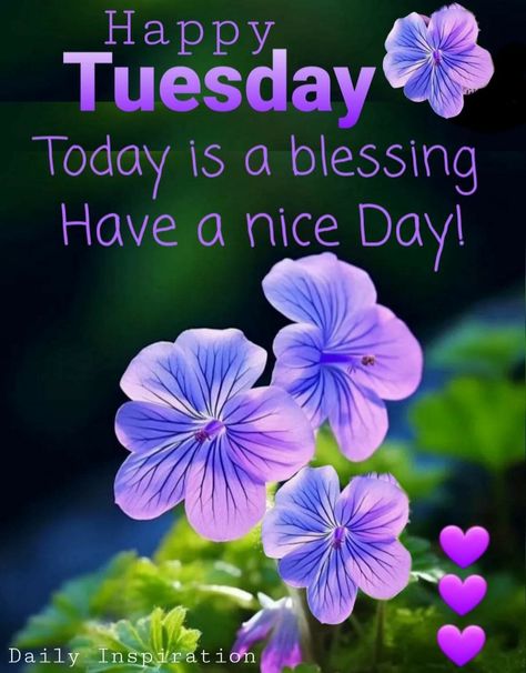 Tuesday Afternoon Blessings, Good Afternoon Tuesday, Terrific Tuesday, Tuesday Blessings, Morning Tuesday, Week Quotes, Happy Tuesday Quotes, Good Morning Tuesday, Tuesday Quotes