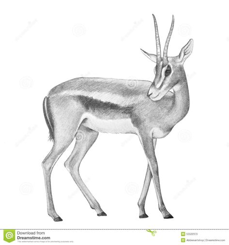 Gazelle Antelope Illustration, Hand Drawn Gazelle Deer Stock Illustration - Illustration of graphic, male: 55522370 Deer Drawing Easy, Animal Sketches Easy, Easy Pencil Drawings, Realistic Animal Drawings, Easy Sketches, Deer Cartoon, Deer Drawing, Easy Animal Drawings, Cartoon Drawings Disney