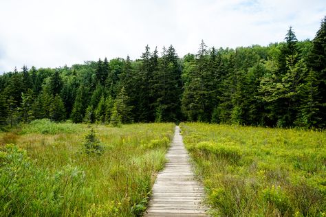 Dolly Sods Wilderness: The Prettiest Place in West Virginia — a life of adventures Westmoreland State Park Virginia, West Virginia Hiking, West Virginia Campgrounds, Dolly Sods West Virginia, Monongahela National Forest West Virginia, Endless Wall Trail West Virginia, Different Planets, Go Hiking, West Virginia