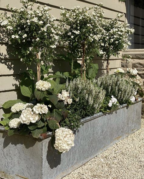 White Salvia, White Hydrangea Garden, Hydrangea Planters, Hydrangea Potted, Garden Troughs, Lollipop Tree, Courtyard Gardens Design, Hydrangea Garden, Afternoon Sun