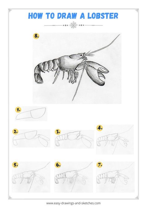 Learn to draw a Lobster in few simple steps Lobster Drawing, Cute Matching Tattoos, Disney Character Drawing, Fantasy Drawings, Gel Ink Pens, Anime Base, Weird Shapes, Learn How To Draw, Anime Princess