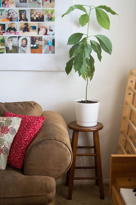 Plants On Stools, Plant On Stool, Plant Stool, Ribbon Plant, Apartment Vibes, Student Living, Blogger Design, Design Mom, Graduate School