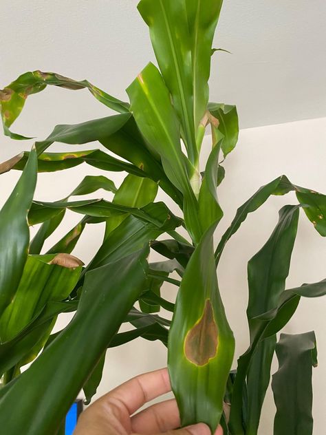 Draceana Plants, Dracena Fragrans, Dracena Plant, Dracaena Fragrans, Dracaena Sanderiana, Air Layering, Dracaena Plant, Gardening Landscaping, Corn Plant