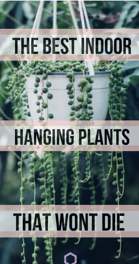 Solarium Plants, Hanging Plant Ideas, Indoor Hanging Plants, Best Indoor Hanging Plants, Hanging Indoor Plants, Hanging Plants Outdoor, Hanging Plants Diy, Indoor Plant Wall, Hanging Plant Wall