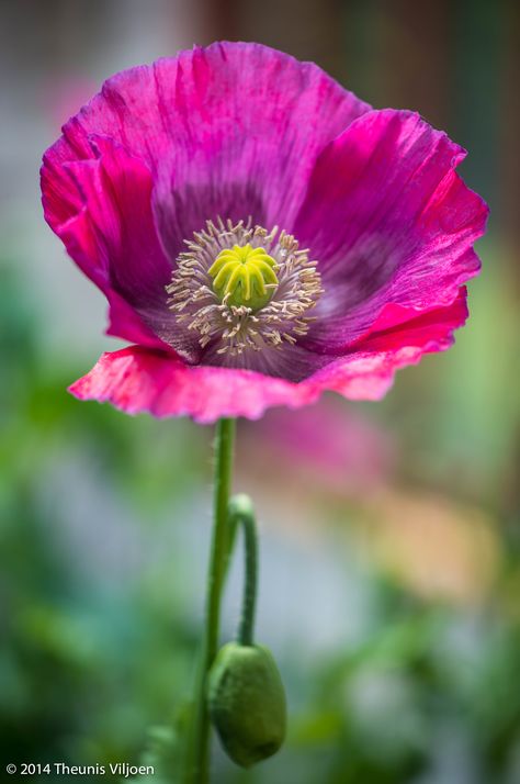 Growing Poppies, Breadseed Poppy, Poppy Photography, Poppy Flower Tattoo, Poppies Tattoo, Pansies Flowers, Exotic Flowers, Poppy Flower, Flowers Nature