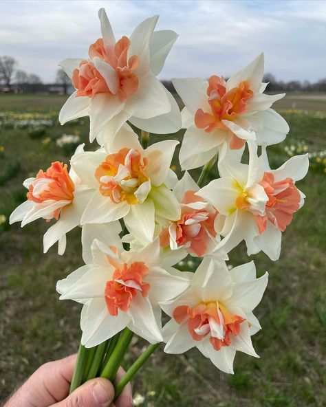 Dafodill Flower Aesthetic, Types Of Daffodils, Daphodil Flower, Daffodil Flower Aesthetic, Daffodils Aesthetic, Daffodil Aesthetic, Daffodils Bouquet, Double Daffodils, Pretty Daffodils