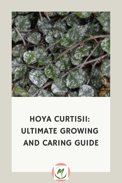 Are you wanting the best Hoya Curtisii care advice? We have everything you need to know about growing these amazing plants! Hoya Curtisii, Marble Queen, Amazing Plants, Organic Compost, Insecticidal Soap, Wax Flowers, Indoor Jungle, Neem Oil, Top Soil