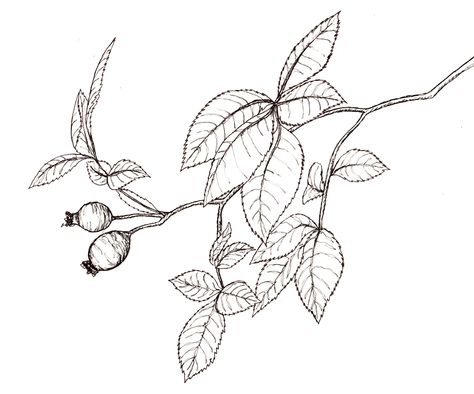 Rosehips (own sketch) Rosehip Tattoo Design, Rosehip Drawing, Rosehip Tattoo, Ocean Tattoo, Trailing Flowers, Ocean Tattoos, Patterns Wallpaper, All The Young Dudes, British Countryside