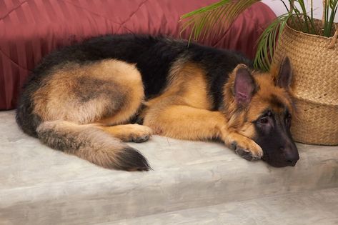 King german shepherd puppy sleep on cold... | Premium Photo #Freepik #photo #german-shepherd #dog-bed #dog-sleep #dog-animal Dog Sleeping Reference, German Shepherd Laying Down, German Shepherd Sleeping, Dog Laying Down, King German Shepherd, Dog Sleep, Stomach Tattoo, Ap Drawing, German Shepherd Puppy