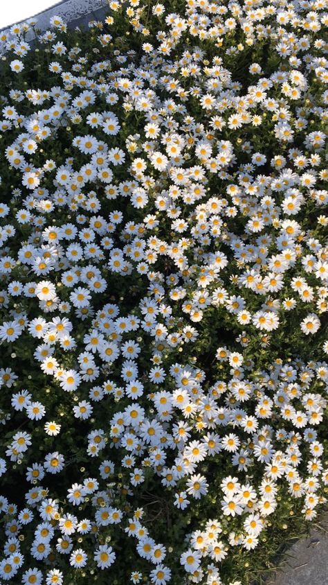 App Ikon, Daisy Wallpaper, Flowers Photography Wallpaper, Simple Phone Wallpapers, Flower Iphone Wallpaper, Nothing But Flowers, Pretty Landscapes, Flower Therapy, Beautiful Bouquet Of Flowers