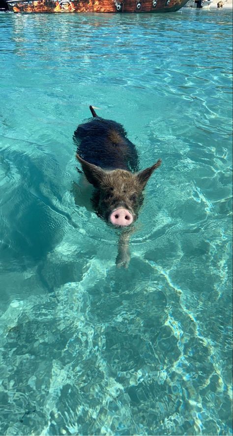 Bahamas Pigs, Swimming With Pigs, Pig Beach, Swimming Pigs, Wildlife Biologist, Pig Wallpaper, Baby Farm Animals, Vacation Mood, Fun Places To Go