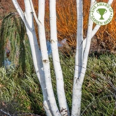 Small Birch Trees | Dwarf Betula | Ornamental Trees Ltd Birch Trees Garden, Standard Trees, Betula Utilis, Scandi Garden, Scottish Garden, Spring Flowering Trees, Birch Trees Landscaping, Small Trees For Garden, Patio Fruit Trees